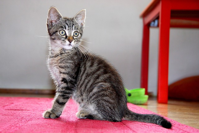 pet-sitting-640x480-33282523.jpeg