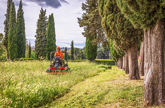 Lawn Care and Landscaping: Mastering Tree Trimming and Pruning Techniques