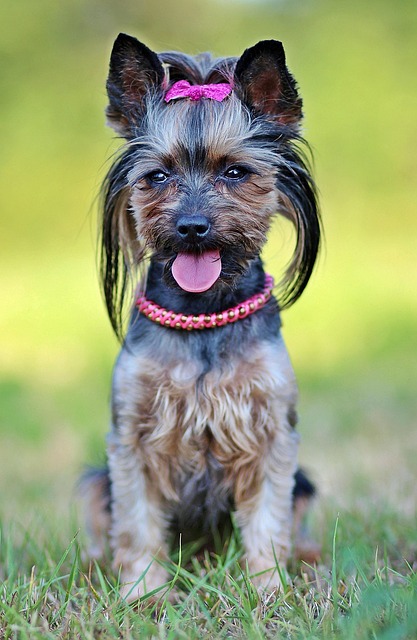 pet-sitting-640x480-1371366.jpeg