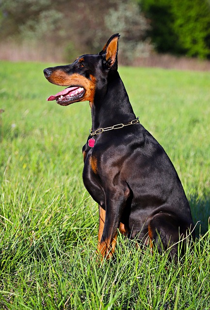 pet-sitting-640x480-3001972.jpeg