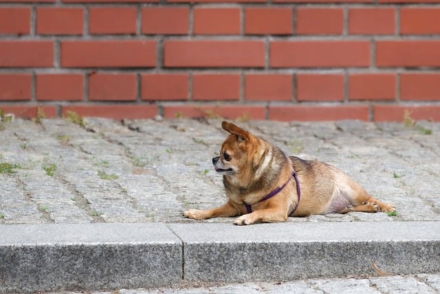 pet-sitting-640x480-3352368.jpeg