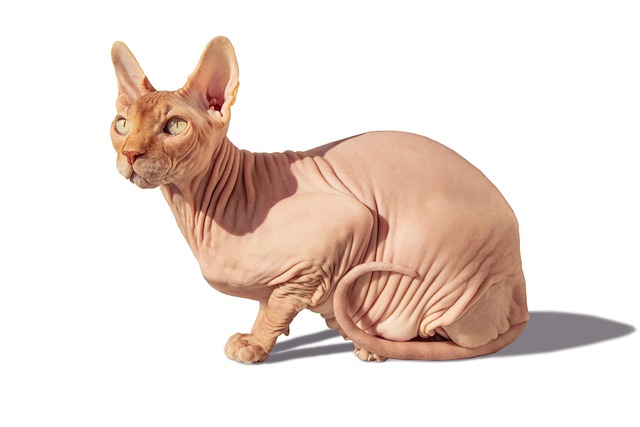 pet-sitting-640x480-66734179.jpeg