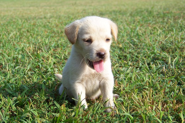 pet-sitting-640x480-79560672.jpeg