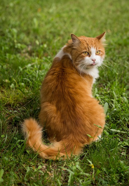 pet-sitting-640x480-80754281.jpeg