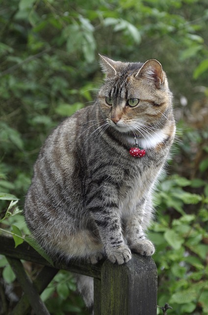 pet-sitting-640x480-83878312.jpeg