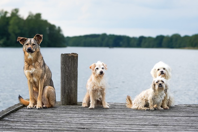 pet-sitting-640x480-85794482.jpeg