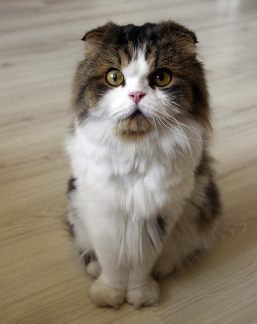 Ensuring Peace of Mind: The Vital Role of Trustworthy Pet Sitting and Dog Walking