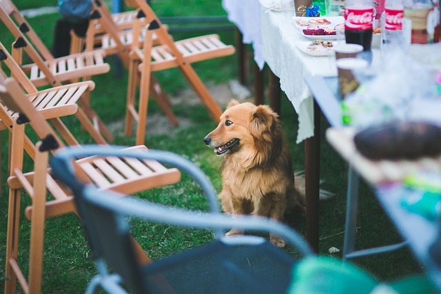 Pet Sitting & Dog Walking: Fulfilling Growing Demand for Professional Care