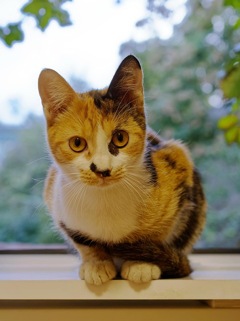 Expert Pet Sitting & Dog Walking: Ensuring Your Furry Friend’s Safety and Well-being