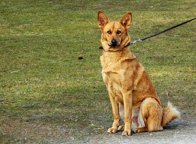 Mastering In-Home Pet Care: Sitting and Walking Your Dogs Effortlessly