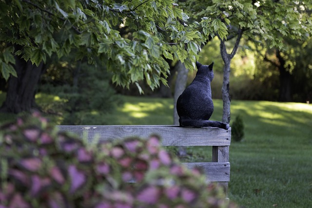 Ensuring Peace of Mind: Choosing Reliable Pet Sitters and Dog Walkers