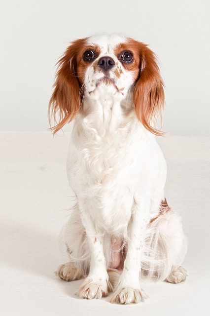 Get Paid for Play: The Rise of Pet Sitting and Dog Walking