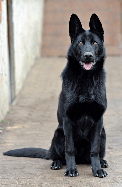 Pet Sitting & Dog Walking: In-Demand Careers for Fun-Loving Animal Lovers