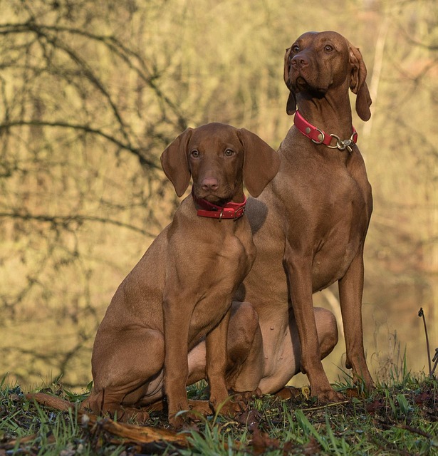 Boost Health & Socialization: Pet Sitting & Dog Walking Benefits